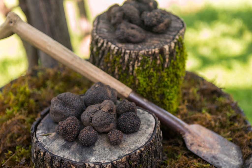 There are several well-known black truffles ranging from Summer Black Truffles and Winter Black truffles to the highly-prized Black Perigord truffle in France.