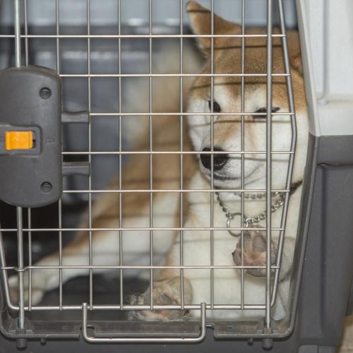 As of this report, only 18 major international commercial airlines fly dogs in aircraft holds or cargo departments, and only three US airlines (Alaska, American, and Hawaiian) do so.