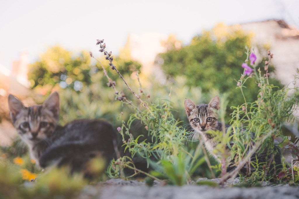 Stray kittens on Hvar Island in Croatia.