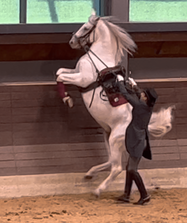 A Lipizzaner stallion performing a courbette in September 2022 at the Lipica Riding School in Slovenia.